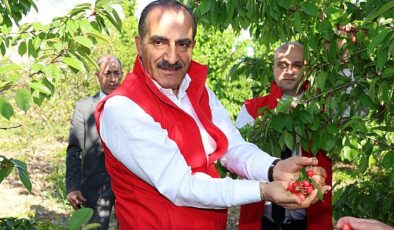 Milyonlarca kiraz ağacı ihracat rekoru kırmak için 1 hafta evvelden meyvelerini verdi