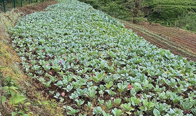 Karadeniz İktisadının Görünmeyen Kahramanları