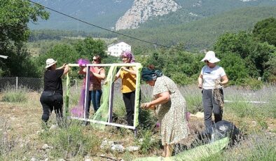 Kemer’de lavanta tanıtım aktiflikleri başlıyor