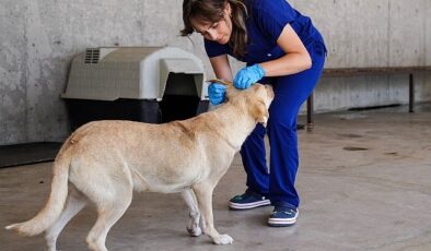 Yılın birinci 6 ayında İzmir’deki barınaklardan 500 köpek sahiplendirildi