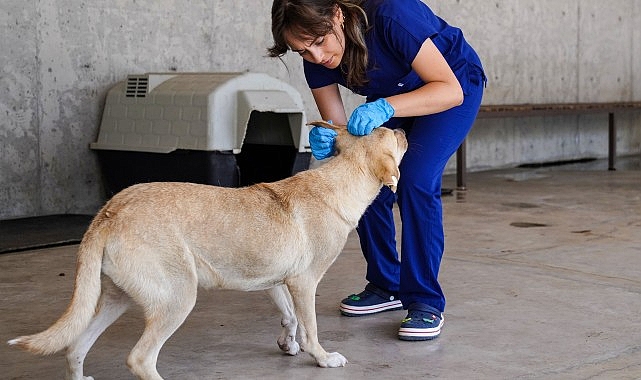 Yılın birinci 6 ayında İzmir’deki barınaklardan 500 köpek sahiplendirildi