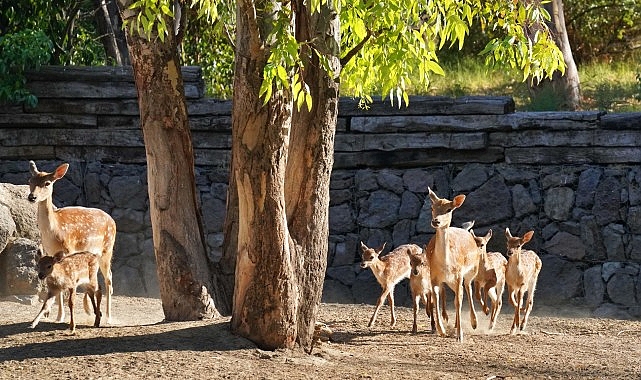 İzmir Doğal Ömür Parkı’nın en yeni üyesi Kakadu papağanı ailesinin 15 yıl sonra birinci yavrusu dünyaya geldi